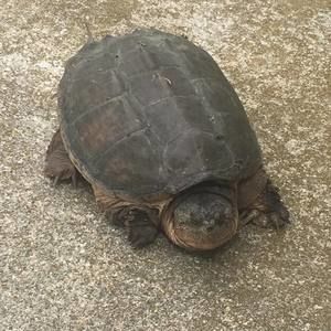 Meet your Posher, Tom